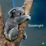 Good night image with cute animal